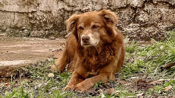 Brasil: Patudo 'Bob Coveiro' dá nome a nova lei que reconhece o laço afetivo entre humanos e pets