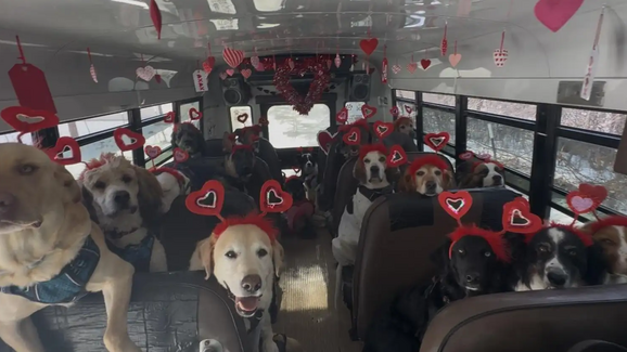 É muito amor! Numa creche no Winsconsin, estes cães posaram para uma foto do Dia dos Namorados