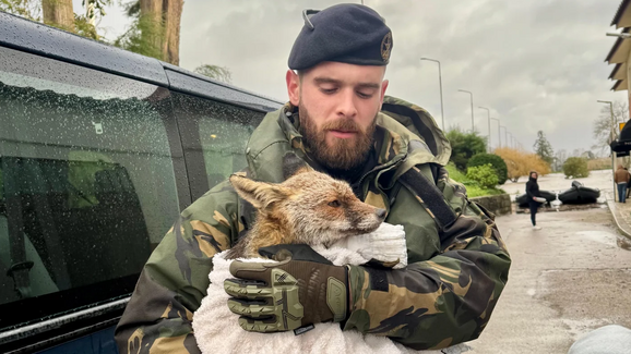 Entre missões de apoio às populações, Fuzileiros resgatam resgatam raposa em Ereira