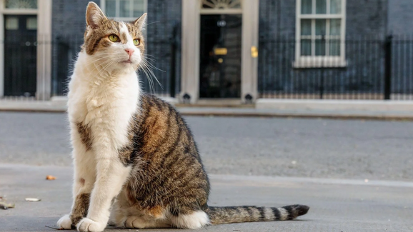 Parabéns, Larry! O verdadeiro líder de Downing Street celebra 15 anos como 