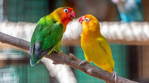 Mais espaço, mais felicidade! Siga estas dicas para escolher a gaiola certa para as suas aves