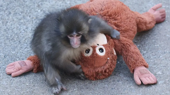 Como pode conseguir um boneco igual ao do Punch… em Portugal?