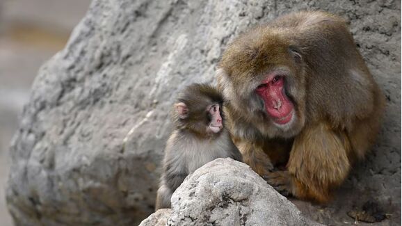 Finalmente! O pequeno Punch recebeu o seu primeiro abraço