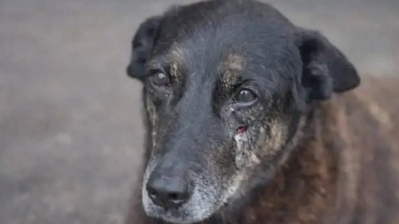 Caso Orelha: o que se sabe sobre a morte do cão que chocou o Brasil