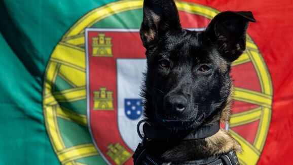 A Marinha Portuguesa tem uma nova recruta... e anda sobre quatro patas. Conheça a Poncha