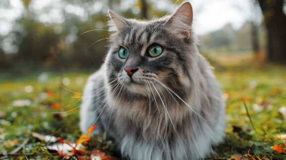 Investigação revela semelhanças entre tumores felinos e humanos que podem acelerar tratamentos