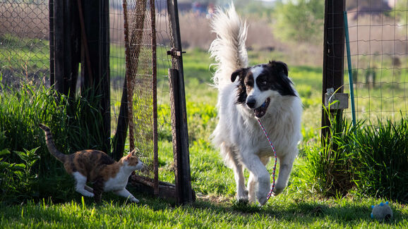 Lisboa renova projeto 