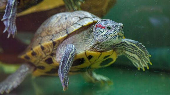 Este é o erro comum que muitos tutores cometem ao encher o aquaterrário das suas tartarugas