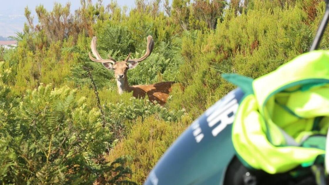 GNR resgatou mais de 1.300 animais selvagens em 2025. Aves foram as principais vítimas