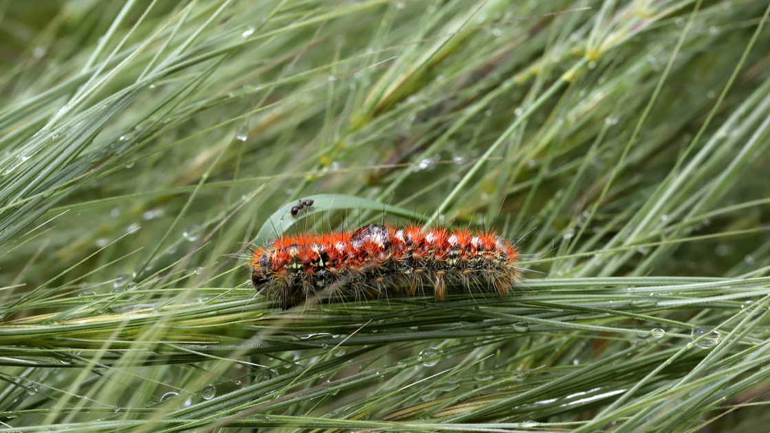 Alerta Lagarta do Pinheiro. Conheça a 