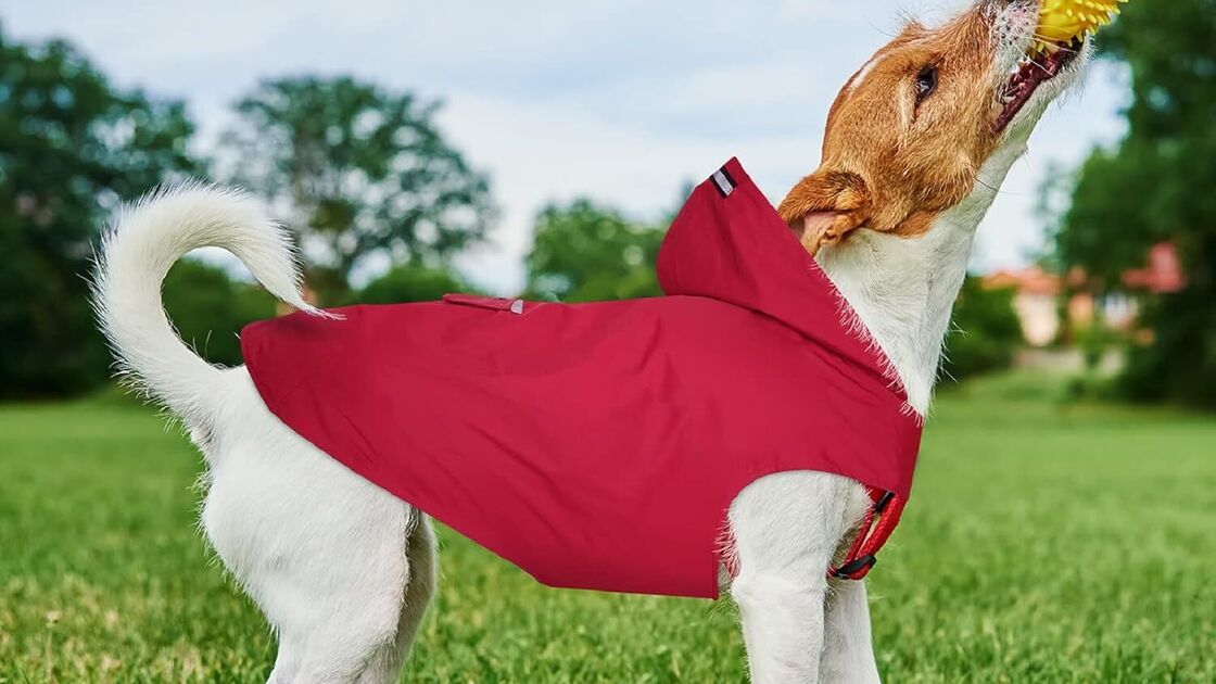 Capa de chuva para cão protege o animal da humidade e mantém o pelo seco