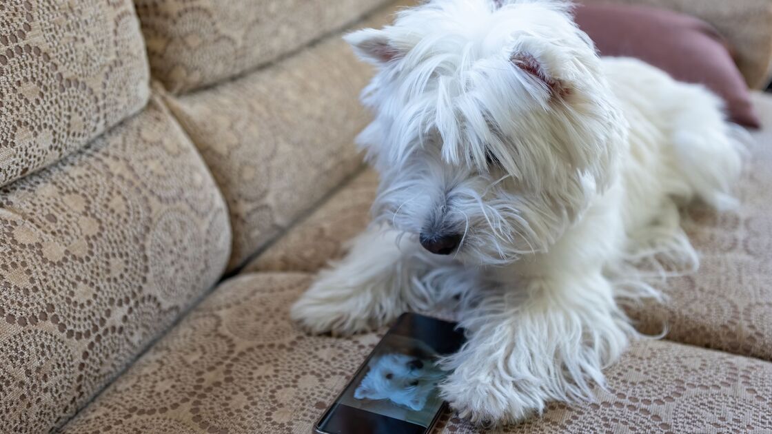 Um smartphone para animais? Novo dispositivo permite que cães e gatos 