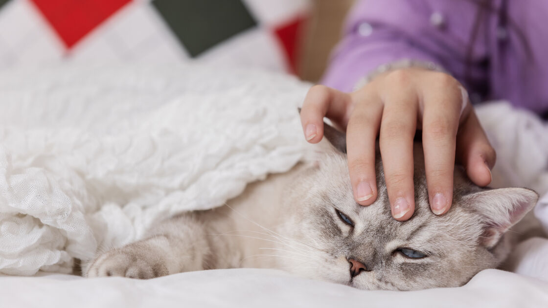 O seu animal de estimação está doente? Saiba o que diz a lei portuguesa sobre faltar ao trabalho