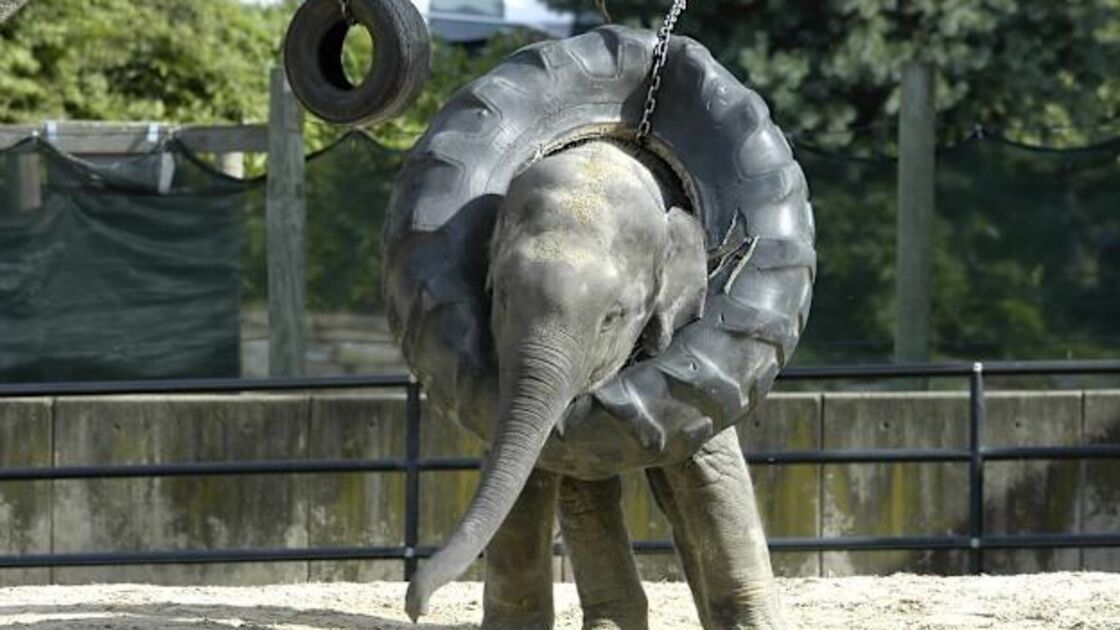 Elefante encontra conforto num pneu, como outros animais resgatados em peluches
