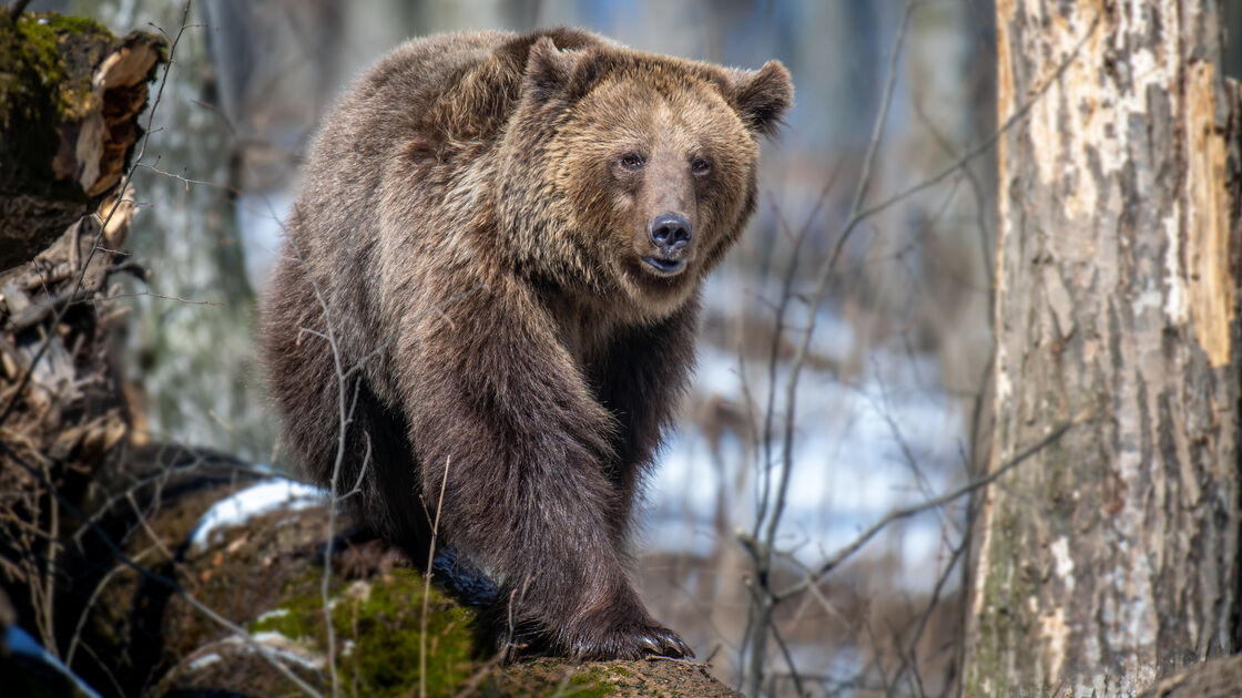 Bom dia, mundo! Drone em buscar de homem desaparecido acaba por encontrar urso a acordar da hibernação