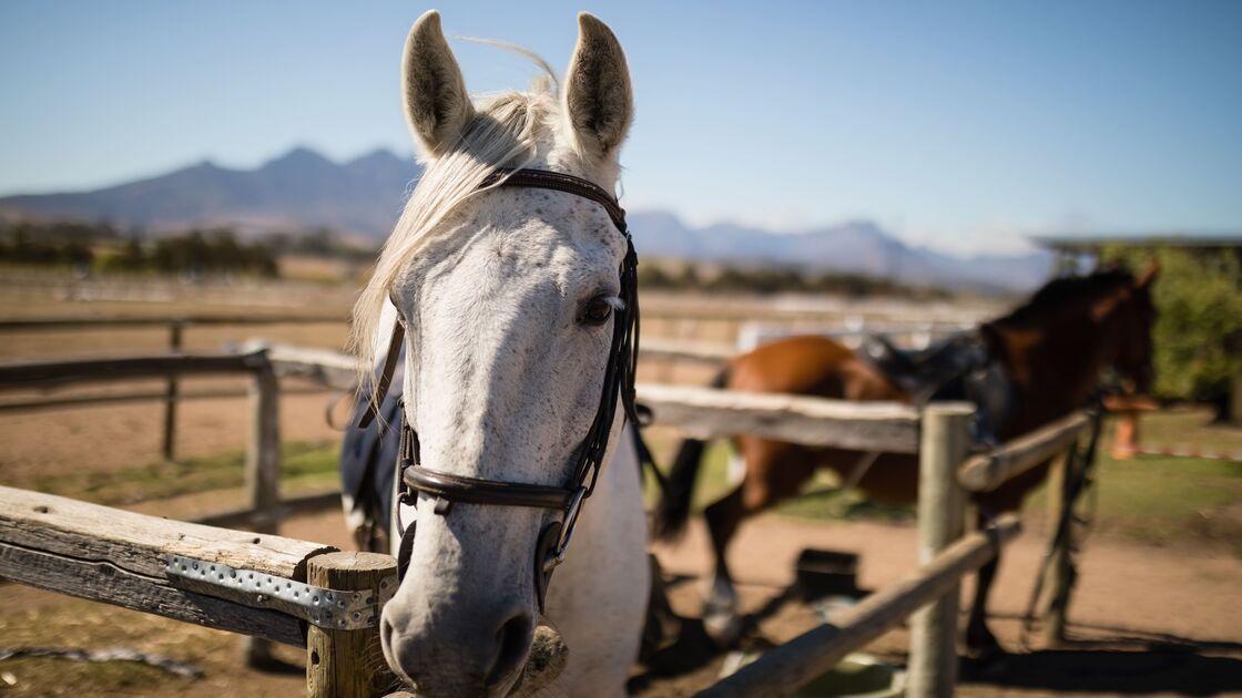 PAN quer reconhecer cavalos como animais de companhia para reforçar proteção contra maus-tratos