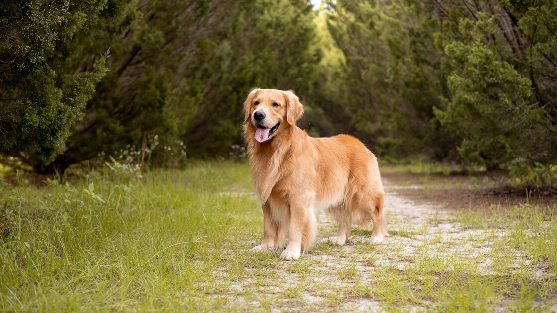 Golden retriever é raça popular em 2025, com potencial para ser o número um
