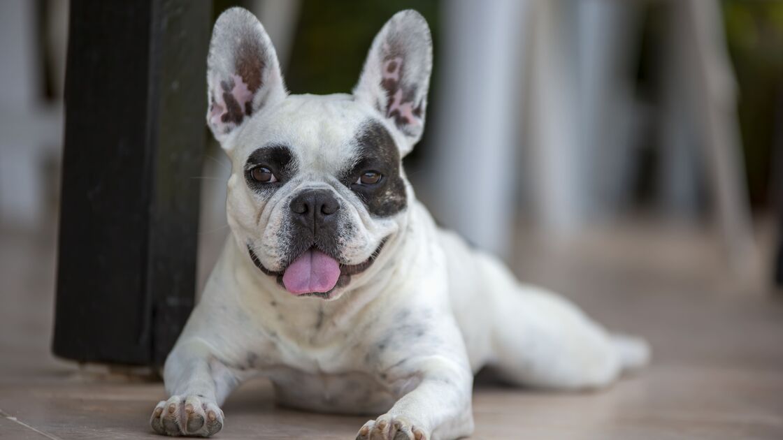 Raças populares de 2025: buldogue francês, poodle e golden retriever