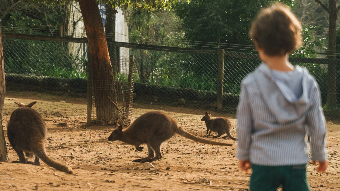 Há um campo de férias em Portugal com mais de 500 animais. E os miúdos vão adorar!