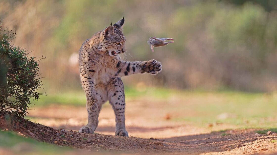 Um lince, um momento raro e milhares de votos. Esta é a foto vencedora do Wildlife Photographer of the Year