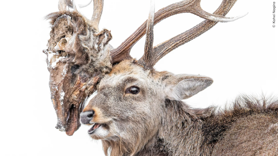 Never-ending Struggle