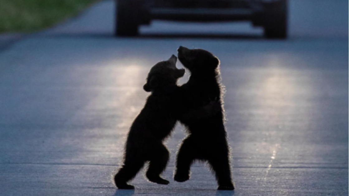 Dancing in the Headlights