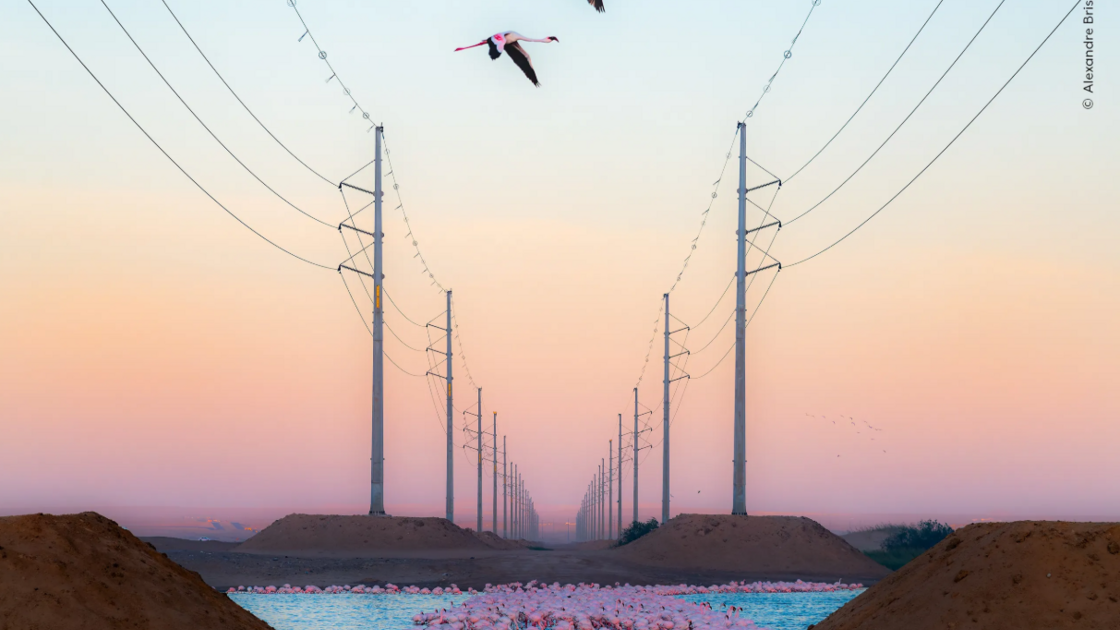 Beauty Against the Beast