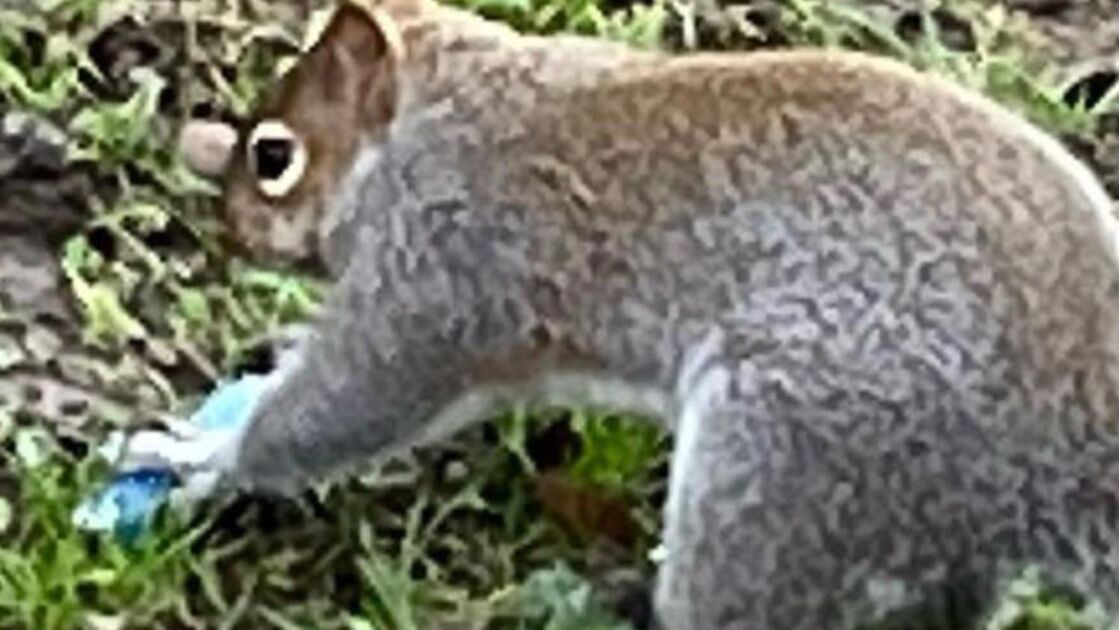 Esquilos atraídos por cigarros eletrónicos abandonados enfrentam riscos de saúde