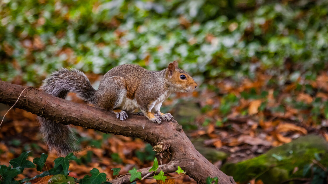 Crise de Saúde no Reino Unido. Há esquilos filmados a roer cigarros eletrónicos abandonados em parques