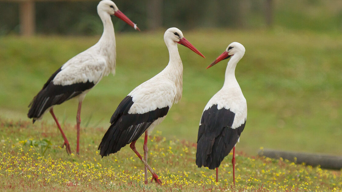 Cegonhas