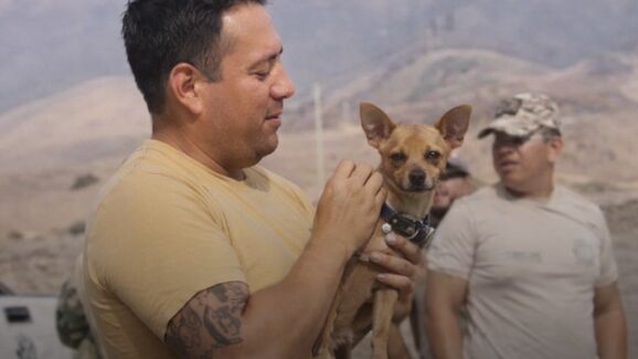 Milagre nos Andes! Chihuahua é o único sobrevivente de queda de helicóptero que vitimou 15 pessoas no Peru