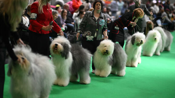 Patas, saltos e muita vaidade. Birmingham recebe o maior espetáculo canino do mundo