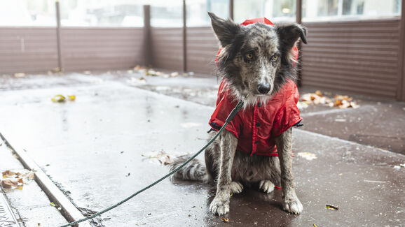 Não deixe que a chuva estrague o passeio! Esta capa vai deixar o pelo do seu cão seco e limpo