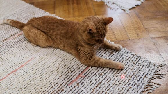 Os gatos adoram lasers. E nós temos uma sugestão que vai deixar o seu patudo feliz
