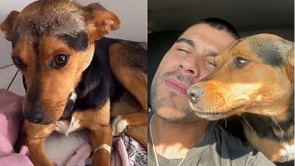 Como um pequeno gesto pode mudar vidas. Conheça a história da cadela Vitória