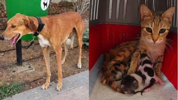 Crise no Dubai! Animais de estimação são deixados para trás enquanto residentes fogem da guerra