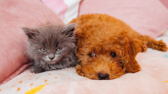 Adotou um cachorrinho ou um gatinho? Temos uma ideia para ajudá-lo a adaptar-se à nova rotina 