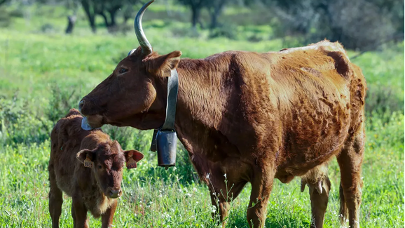 O regresso de uma espécie portuguesa. Vaca algarvia volta aos campos graças a projeto de criadores