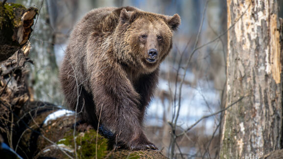 Bom dia, mundo! Drone em buscar de homem desaparecido acaba por encontrar urso a acordar da hibernação