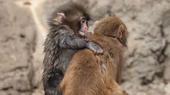 Depois da rejeição, veio o amor. O macaco Punch arranjou uma 