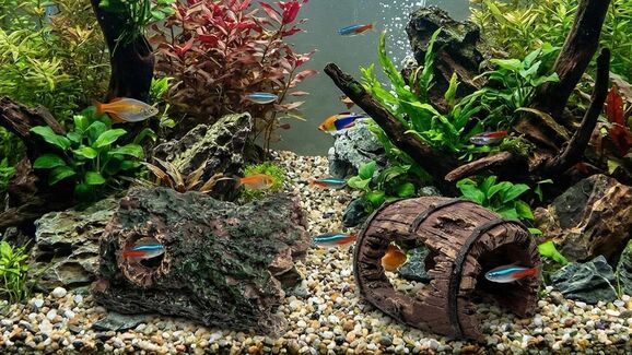 Tem peixes ou tartarugas? Os esconderijos são mais importantes do que imagina