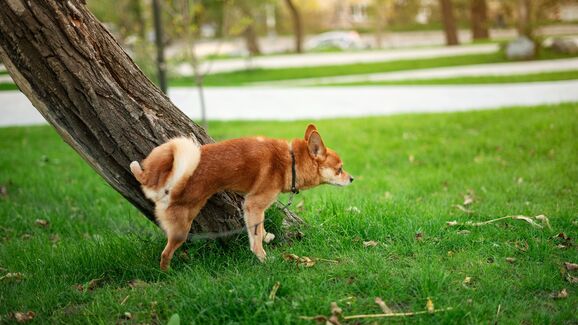 + info da área As boas maneiras começam cedo. E este spray vai ajudar a ensinar o patudo onde deve fazer as necessidades