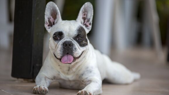 Raças populares de 2025: buldogue francês, poodle e golden retriever