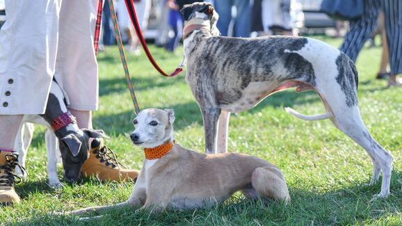 Uma vitória para os animais! País de Gales avança para proibição das corridas de galgos