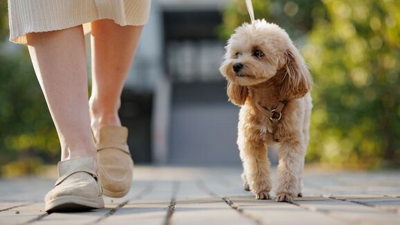 Benfica organiza passeio pet-friendly para donos e animais de estimação
