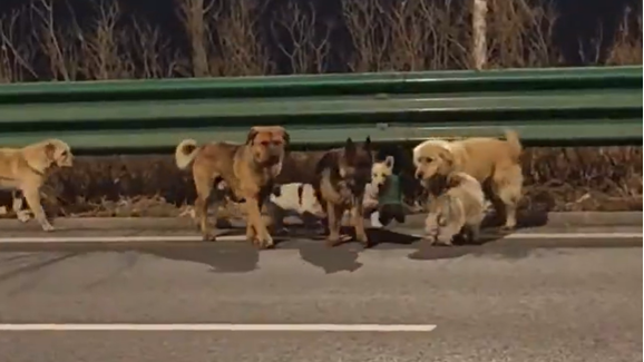 Uma aventura digna de filme! Sete cães percorrem quilómetros para regressar a casa