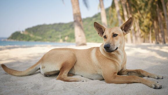 Bem-vindo ao paraíso! Nesta ilha tailandesa há uma matilha de cães amorosos que o recebe à chegada