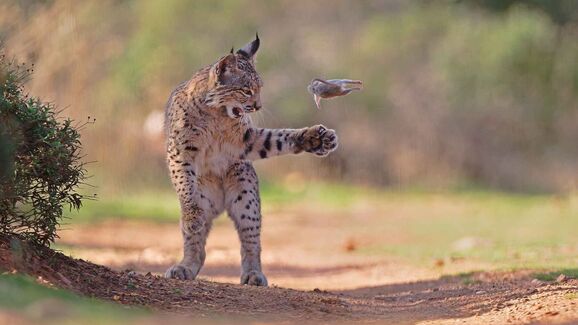 Um lince, um momento raro e milhares de votos. Esta é a foto vencedora do Wildlife Photographer of the Year