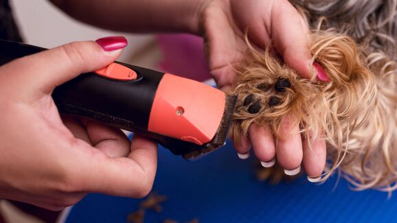 Patas Saudáveis: Porque deve aparar o pelo entre as almofadinhas do seu cão?