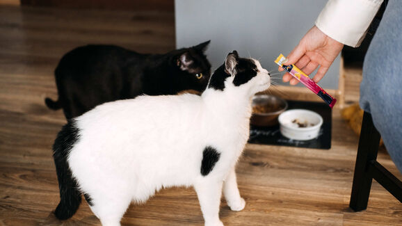 Tem gatos gulosos em casa? Saiba como tornar a hora do petisco num momento de diversão e hidratação